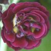 Auricula Robinette - Abriachan Nurseries